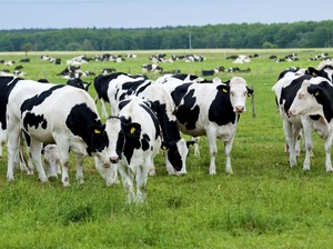 Studi: Sapi Suka Ngobrol dan Berteman Seperti Manusia