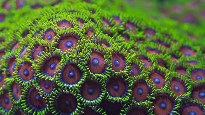 Cantik Cantik Mematikan Koral Seperti Ini Ternyata Bisa Racuni Manusia