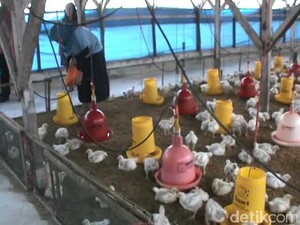 Curhat Pengusaha Pakan Ternak Soal Dampak Dolar AS Rp 14.300