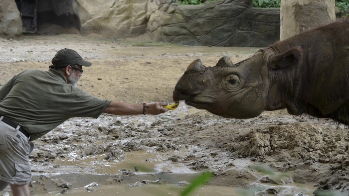 Lahir di AS, Badak Sumatra Harapan Akan Dikirim ke Indonesia