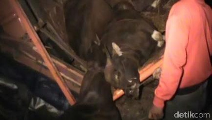 Fuso Tabrak Truk Muat Sapi, 1 Orang dan 3 Sapi Tewas