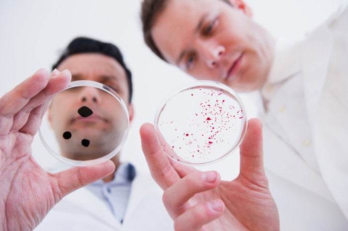 Scientists looking at petri dishes