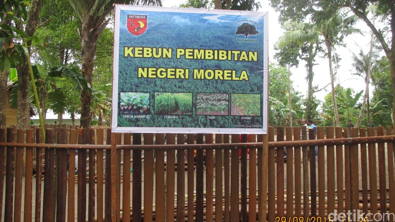 Cegah Konflik, Kodam Pattimura Gagas Program Penghijauan untuk Perdamaian Cegah Konflik, Kodam Pattimura Gagas Program Penghijauan untuk Perdamaian