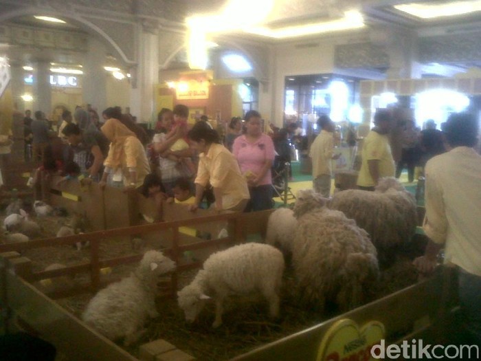 Latih Interaksi Anak dengan Hewan, Kambing dan Kuda Masuk Mal di Yogya