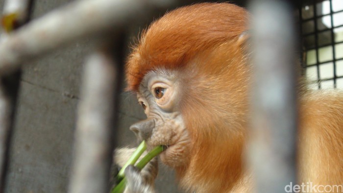 Ada yang Nekat Pelihara Bekantan Langka ini, Akhirnya Disita BKSDA