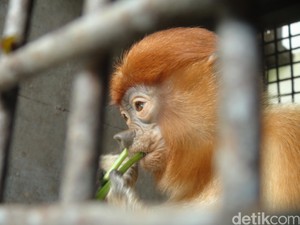 Ada yang Nekat Pelihara Bekantan Langka ini, Akhirnya Disita BKSDA