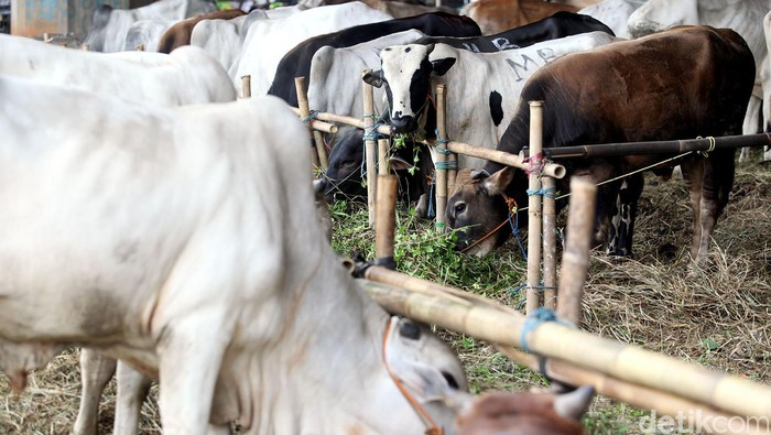 Pemotongan Hewan Kurban di Sekolah Tak Dilarang, Ini Aturannya