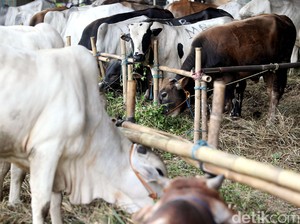 Pemotongan Hewan Kurban di Sekolah Tak Dilarang, Ini Aturannya