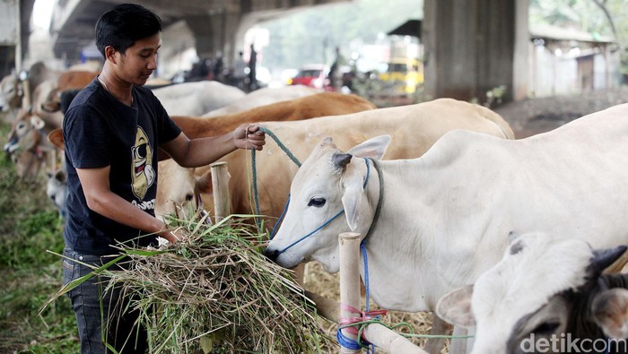 Menjelang Hari Raya Idul Adha, para pedagang sapi di Kota Bekasi, Minggu (30/08/2015), mulai berlomba menjual kurban. Harga sapi kurban yang dijual pun mulai naik. Pedagang hewan kurban, mengaku harus bersaing membeli sapi ke peternak dengan harga tinggi. Rengga Sancaya/detikcom.