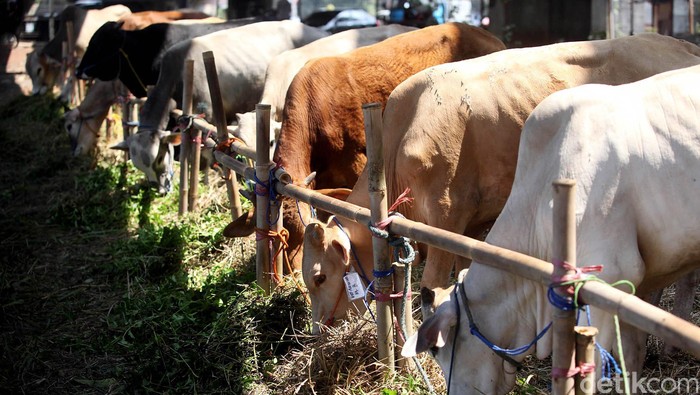 Menjelang Hari Raya Idul Adha, para pedagang sapi di Kota Bekasi, Minggu (30/08/2015), mulai berlomba menjual kurban. Harga sapi kurban yang dijual pun mulai naik. Pedagang hewan kurban, mengaku harus bersaing membeli sapi ke peternak dengan harga tinggi. Rengga Sancaya/detikcom.