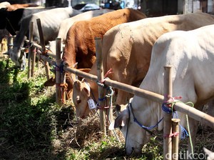 KLHK Imbau Warga Tak Gunakan Kantung Plastik untuk Pembagian Hewan Kurban