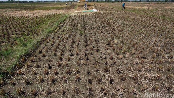 Petani di sejumlah wilayah di Kabupaten Majalengka mulai menikmati panen padi. Petani di wilayah ini mengaku panen padi kali ini cukup berhasil dan terhindar dari kekeringan karena dekat sumber air. Areal sawah yang sedang dipanen tersebut menurut keterangan para petani baru belasan hektare saja. Rengga Sancaya/detikcom.