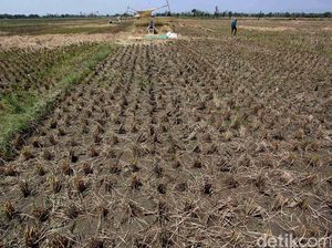 Heboh Kabar Aset Desa di Majalengka Dijual Buat Bayar Utang dan Pajak