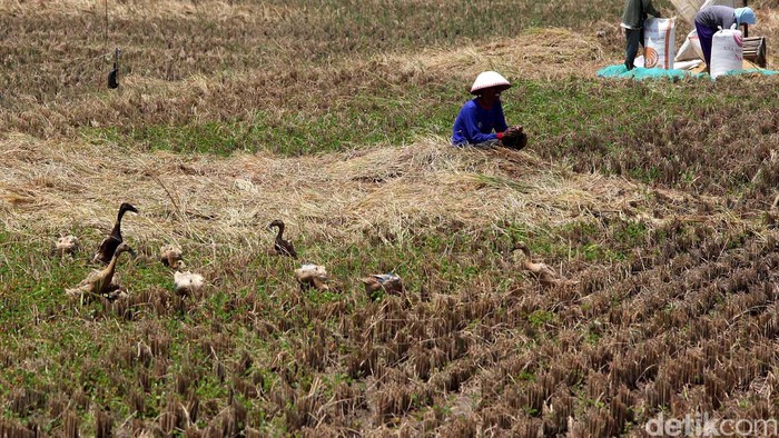 Petani di sejumlah wilayah di Kabupaten Majalengka mulai menikmati panen padi. Petani di wilayah ini mengaku panen padi kali ini cukup berhasil dan terhindar dari kekeringan karena dekat sumber air. Areal sawah yang sedang dipanen tersebut menurut keterangan para petani baru belasan hektare saja. Rengga Sancaya/detikcom.