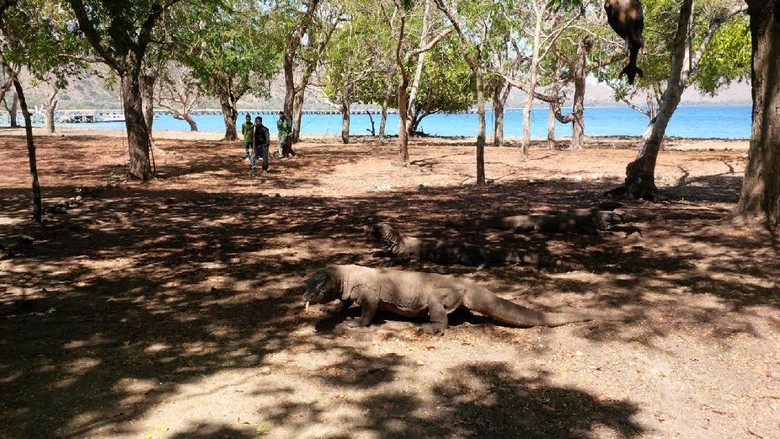 DPRD Sambut Baik Rencana Gubernur NTT Tutup Pulau Komodo DPRD Sambut Baik Rencana Gubernur NTT Tutup Pulau Komodo