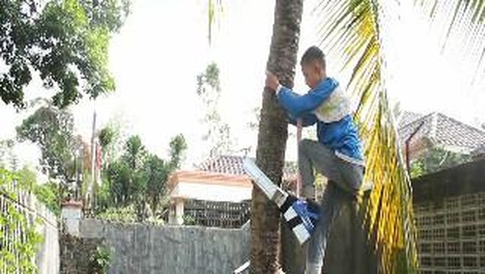 2 Siswa SD Temukan Alat  Pemanjat Pohon Kelapa  yang 