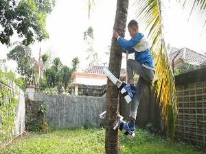 2 Siswa SD Temukan Alat Pemanjat Pohon Kelapa yang Fleksibel dan Praktis
