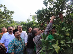 Desa Bergerak Menuju Swasembada Pangan