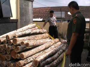 Belasan Ribu Pohon Jati Milik Perhutani di Tasikmalaya Dijarah