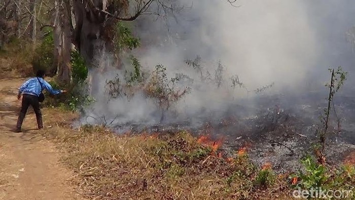 10 Hektar Hutan Gunung Bentar Ludes Terbakar