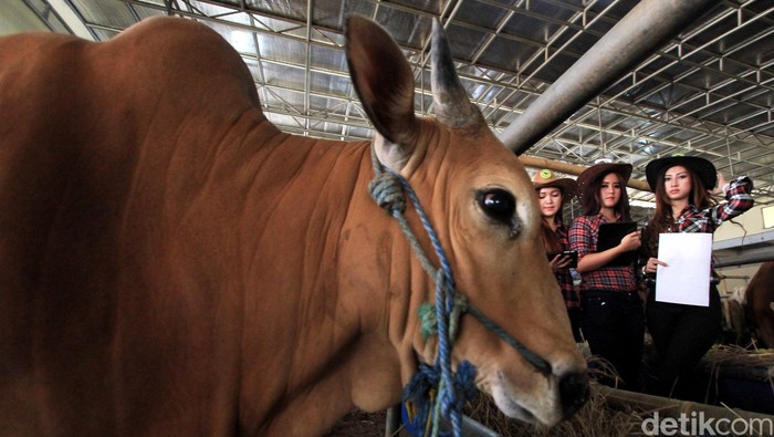 SPG Cantik Penjual Sapi Qurban

SPG Cantik Penjual Sapi Qurban

Menjelang hari raya Idul Adha akhir September 2015 mendatang, pengusaha showroom mobil bekas dan juga hewan Qurban Haji Doni kembali membuka Mall Hewan Qurban. Mall Hewan Kurban ini dilakukan oleh Haji Doni setiap tahunnya, bahkan Haji Doni merelakan showroom mobil miliknya menjadi lapak penjualan hewan Qurban dengan beberapa pemanis SPG cantik sebagai penarik penjualannya itu. (Foto: Rachman Haryanto/detikcom)