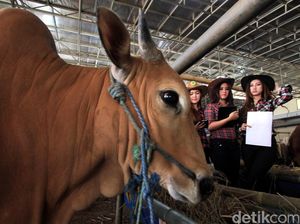 Jaring Bibit Unggul, Kabupaten Pasuruan Gelar Kontes Peternakan