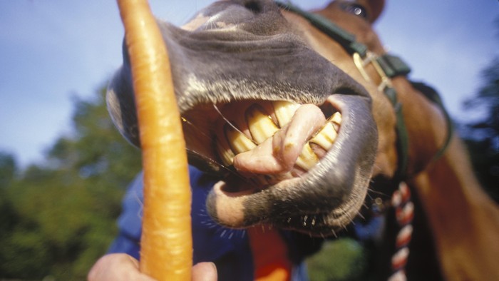 Ketertarikan seksual terhadap hewan sering disebut zoofilia. (Foto: Thinkstock) Ketertarikan seksual terhadap hewan sering disebut zoofilia. (Foto: Thinkstock)