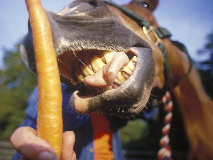 Mr P Bocah 6 Tahun Putus Digigit Kuda Peliharaan
