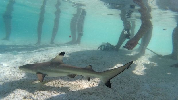 Taman Laut di Indonesia yang Jarang Terekpos