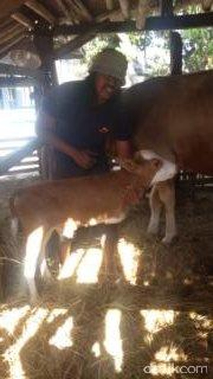 Anak Sapi Milik Sutrisno Berkaki 2 Undang Rasa Penasaran Warga