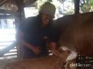 Anak Sapi Milik Sutrisno Berkaki 2 Undang Rasa Penasaran Warga