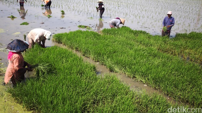 Gaji Kades Bakal Naik Hingga Rp 3,8 Juta di Januari 2020