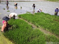 Gaji Kades Bakal Naik Hingga Rp 3,8 Juta di Januari 2020