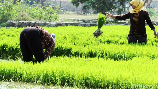 Gaji Kades Bakal Naik Hingga Rp 3,8 Juta di Januari 2020