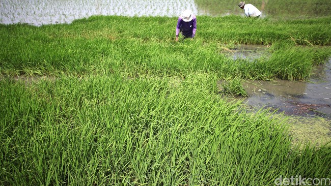 Gaji Kades Bakal Naik Hingga Rp 3,8 Juta di Januari 2020