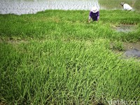 Gaji Kades Bakal Naik Hingga Rp 3,8 Juta di Januari 2020