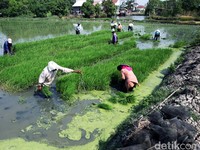 Gaji Kades Bakal Naik Hingga Rp 3,8 Juta di Januari 2020
