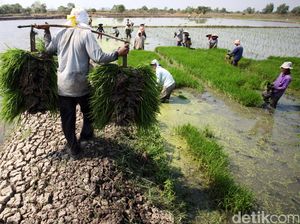 Wanti-wanti BRIN Agar Petani Siap Hadapi Musim Hujan yang Lebih Pendek