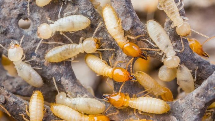 Termites in Thailand
