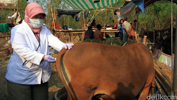 Kurban Hewani, Bagaimana Cara Mendeteksi Hewan yang Sakit?