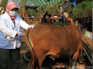Kurban Hewani, Bagaimana Cara Mendeteksi Hewan yang Sakit?