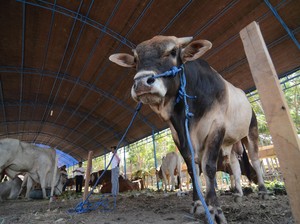 RS India Uji Coba Pemakaian Disinfektan dari Urine Sapi