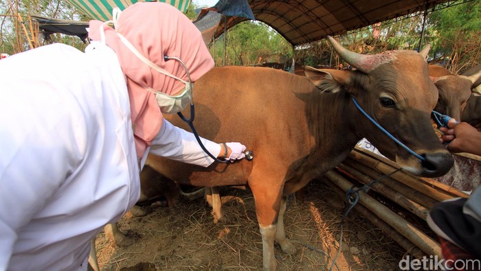 Pemeriksaan hewan kurban beberapa waktu lalu. (Foto: Rachman Haryanto) Pemeriksaan hewan kurban beberapa waktu lalu. (Foto: Rachman Haryanto)