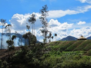 Cerita dari Pendakian Cartensz, Wow Ada Hutan Bak di Zaman Jurrasic