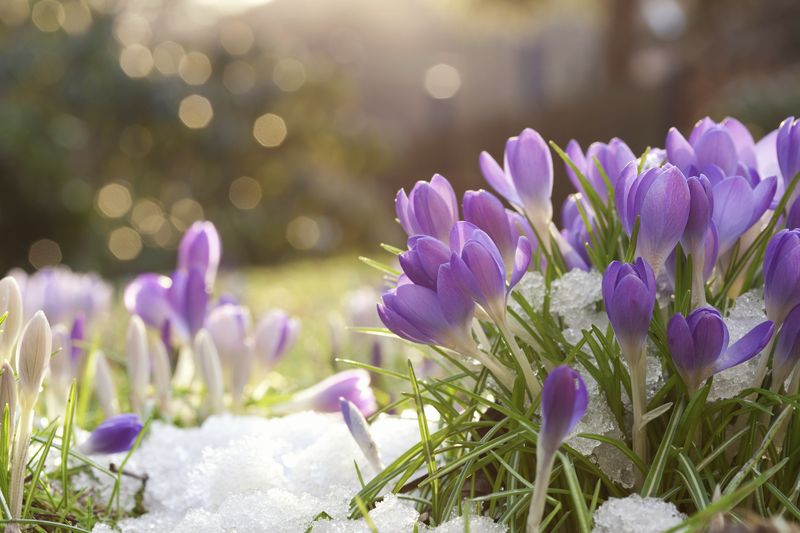 bunga crocus yang diyakini sebagai obat kanker Foto: Thinkstock