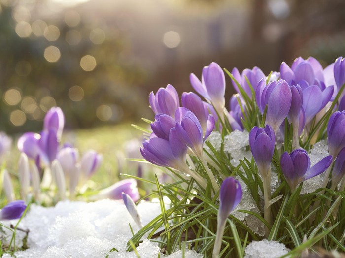 Kandungan Zat pada Bunga Ini Diyakini Bisa Membantu Pengobatan Kanker