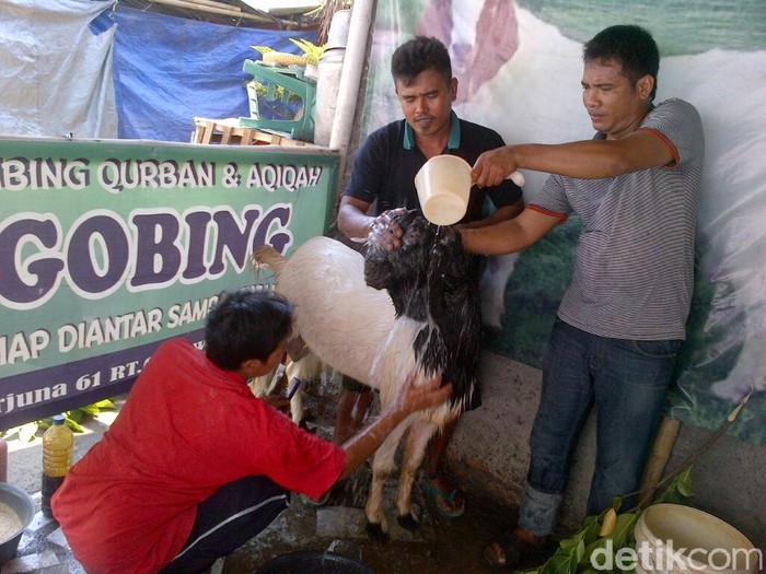 Oleh Pria ini, Kambing Kurban Dipercantik agar Laku Dijual