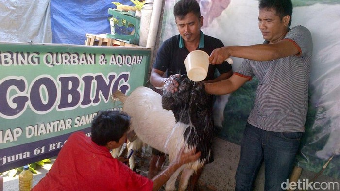 Kolesterol atau Asam Urat Tinggi, Bolehkah Makan Daging Kambing?