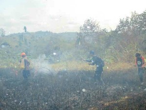 Ini Lokasi Kebakaran Hutan Tempat Pak Dulman Ambruk dan Tewas