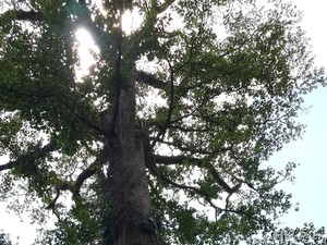 Pohon Angsana yang Timpa Satu Keluarga di Duren Sawit Sudah Rapuh
